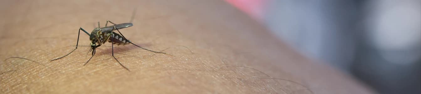 Demam Berdarah Dengue